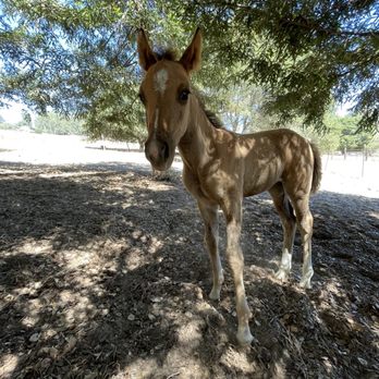 Flying horse adventures - Foals back at the ranch - Horseback Riding Near Me Flying horse adventures - Foals back at the ranch - Horseback Riding Near Me