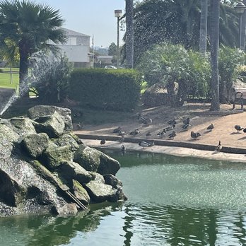 Woodland Park - Duck Pond - Parks Near Me - San Marcos, California