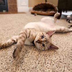 Fox 19 WXIX-TV - Cesar -- our one year old Snow Bengal cat