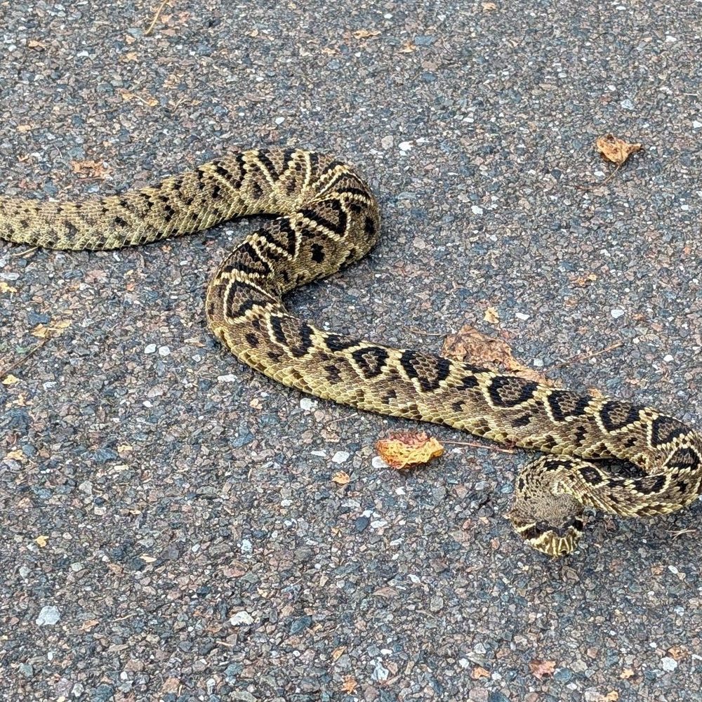 Travelers Campground - Rattlesnake - Campgrounds Near Me - Alachua, Florida Travelers Campground - Rattlesnake - Campgrounds Near Me - Alachua, Florida