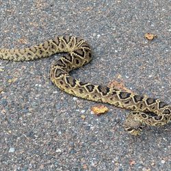Travelers Campground - Rattlesnake