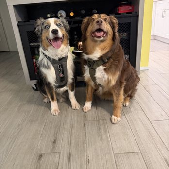 Candaces Pet Care Center - Brother's Sawyer and Reed - Pet Groomers Near Me - Riverside, California