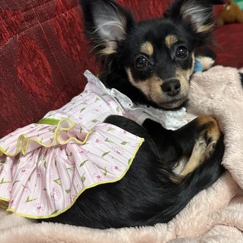 Posh Puppy Boutique - This is Annabelle in her Posh Puppy dress. - Pet Stores Near Me - Rocklin, California Posh Puppy Boutique - This is Annabelle in her Posh Puppy dress. - Pet Stores Near Me - Rocklin, California