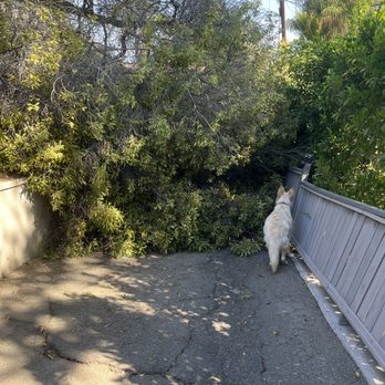 Inexpensive Tree Services - Tree Services Near Me - Los Angeles, California Inexpensive Tree Services - Tree Services Near Me - Los Angeles, California