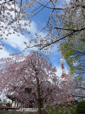 Zojo-ji Temple by null