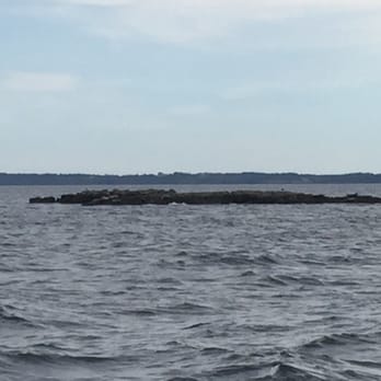 Schooner Yacht Heron - Seals on one of the harbor islands - Boat Charters Near Me - Rockport, Maine Schooner Yacht Heron - Seals on one of the harbor islands - Boat Charters Near Me - Rockport, Maine