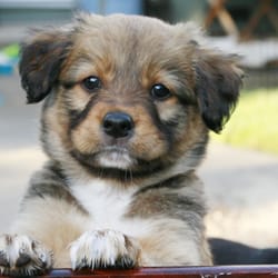 Pawsitive Pooch Dog Training - Puppy Training and Socialization