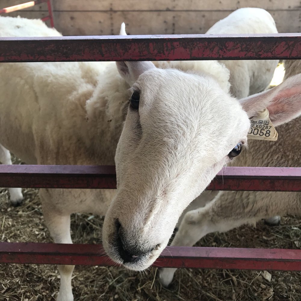 Windsor Fair - Hello!! - Festivals Near Me - Windsor, Maine Windsor Fair - Hello!! - Festivals Near Me - Windsor, Maine