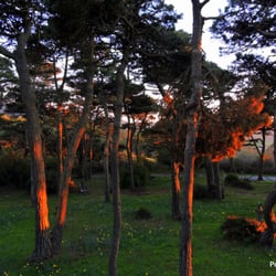 The Trees By Tomales Bay - The sun setting on the trees!