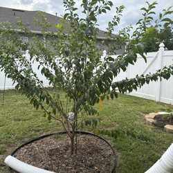 Pell's Citrus & Nursery - Plum $25.