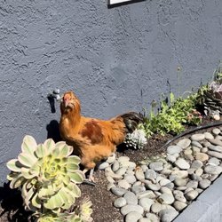 Bridge Street Massage Therapy - We sometimes get unexpected visitors here on Bridge Street!