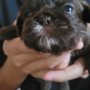 Photo of My Shih tzu Beauty