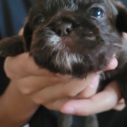 My Shih tzu Beauty