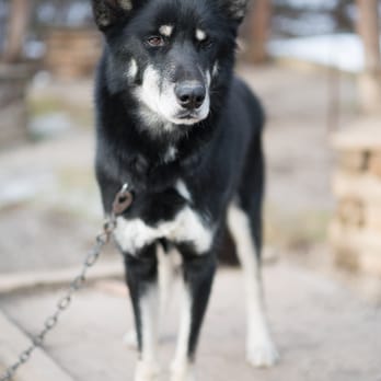 Denali National Park - K9 Rangers! - Parks Near Me Denali National Park - K9 Rangers! - Parks Near Me