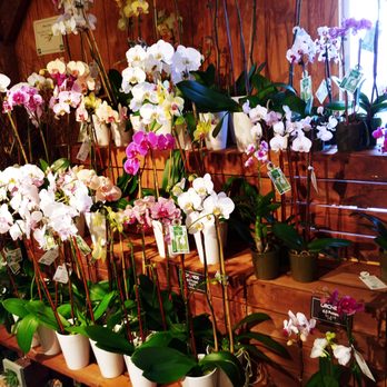 The Fresh Market - Nice selection of orchids - Grocery Near Me - Pembroke Pines, Florida The Fresh Market - Nice selection of orchids - Grocery Near Me - Pembroke Pines, Florida