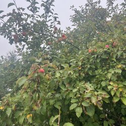 Lamoine Beach - Random apple tree at the beach