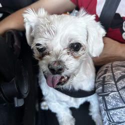 UNI Pet Clinic - San Jose - My old man Papa