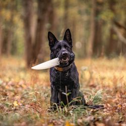 Complete K9 Services