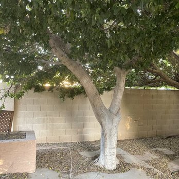 Murphy's Trees - Tree in back before removal - Tree Services Near Me