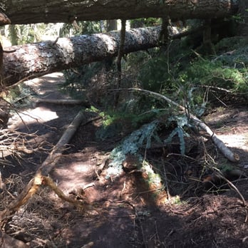 Franklin Falls Trailhead - Fallen trees heading towards falls. - Hiking Near Me - North Bend, Washington