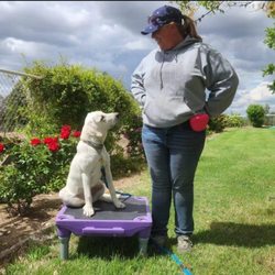 Grow up Pup! - Puppy day camp with 6 month old Wintwr