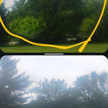 The Tree Guy - Tree Services Near Me - Georgetown, Indiana The Tree Guy - Tree Services Near Me - Georgetown, Indiana