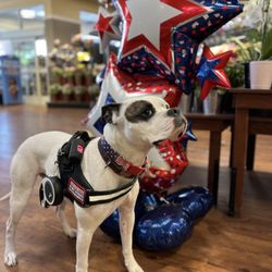 Kroger - Thor is fully trained to attend to any medical related seizures that may occur; he has walked the isles of many grocery stores and venues
