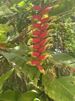 Sandra Farms Coffee by null