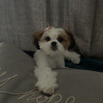 Lovely Pet Spa - Here's her photo shoot after her cut and wash. - Pet Groomers Near Me - Montebello, California Lovely Pet Spa - Here's her photo shoot after her cut and wash. - Pet Groomers Near Me - Montebello, California