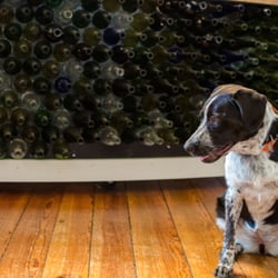 Rogers Ford Farm Winery - Our dog enjoyed the tasting, but man did she get wasted! (just kidding)