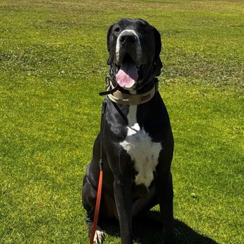 Bad Pup Club - Pet Training Near Me - Hemet, California Bad Pup Club - Pet Training Near Me - Hemet, California