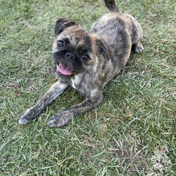 The Paw Spa - Chewies first groom. - Pet Groomers Near Me - Bakersfield, California