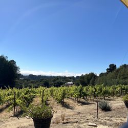 Anatum Winery - Vineyards