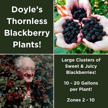 Doyle's Thornless Blackberry - Nurseries & Gardening Near Me - Washington, Indiana Doyle's Thornless Blackberry - Nurseries & Gardening Near Me - Washington, Indiana
