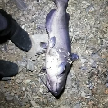 Lake Mcclure & Lake Mcswain - Blue catfish 22 inches 15 lbs off night crawler @6:30ish pm at shore of Lake mcswain! - Campgrounds Near Me - Snelling, California Lake Mcclure & Lake Mcswain - Blue catfish 22 inches 15 lbs off night crawler @6:30ish pm at shore of Lake mcswain! - Campgrounds Near Me - Snelling, California