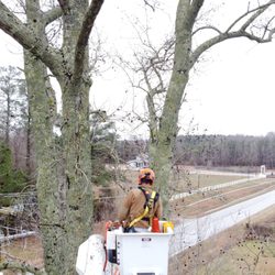 Badger Tree Service