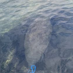 Snorkeling With Manatees