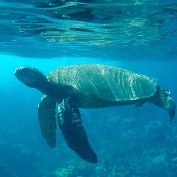 Maui Kayaks - Sea turtle - Rafting/Kayaking Near Me Maui Kayaks - Sea turtle - Rafting/Kayaking Near Me