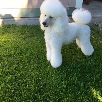 Muddy Paws OC - Winter ...groomed by Tara - Pet Groomers Near Me - Orange, California Muddy Paws OC - Winter ...groomed by Tara - Pet Groomers Near Me - Orange, California