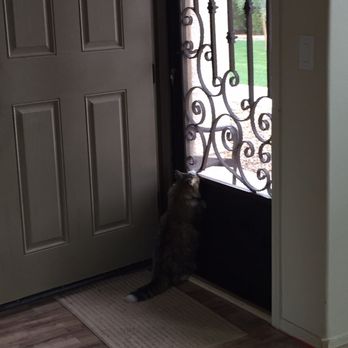 First Impression Ironworks - The cat loves being able to look out the door without worrying about catching her claws in a screen. - Fences & Gates Near Me - Gilbert, Arizona