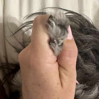 Twin Tails Cageless Grooming - Obviously Not filed. Still a lot that needs to be trimmed. - Pet Groomers Near Me - Glendale, Arizona Twin Tails Cageless Grooming - Obviously Not filed. Still a lot that needs to be trimmed. - Pet Groomers Near Me - Glendale, Arizona