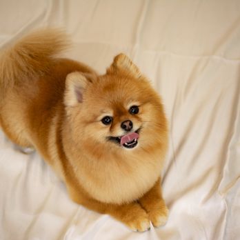 Dog Plus - Pet Groomers Near Me - Richmond Hill, Ontario Dog Plus - Pet Groomers Near Me - Richmond Hill, Ontario