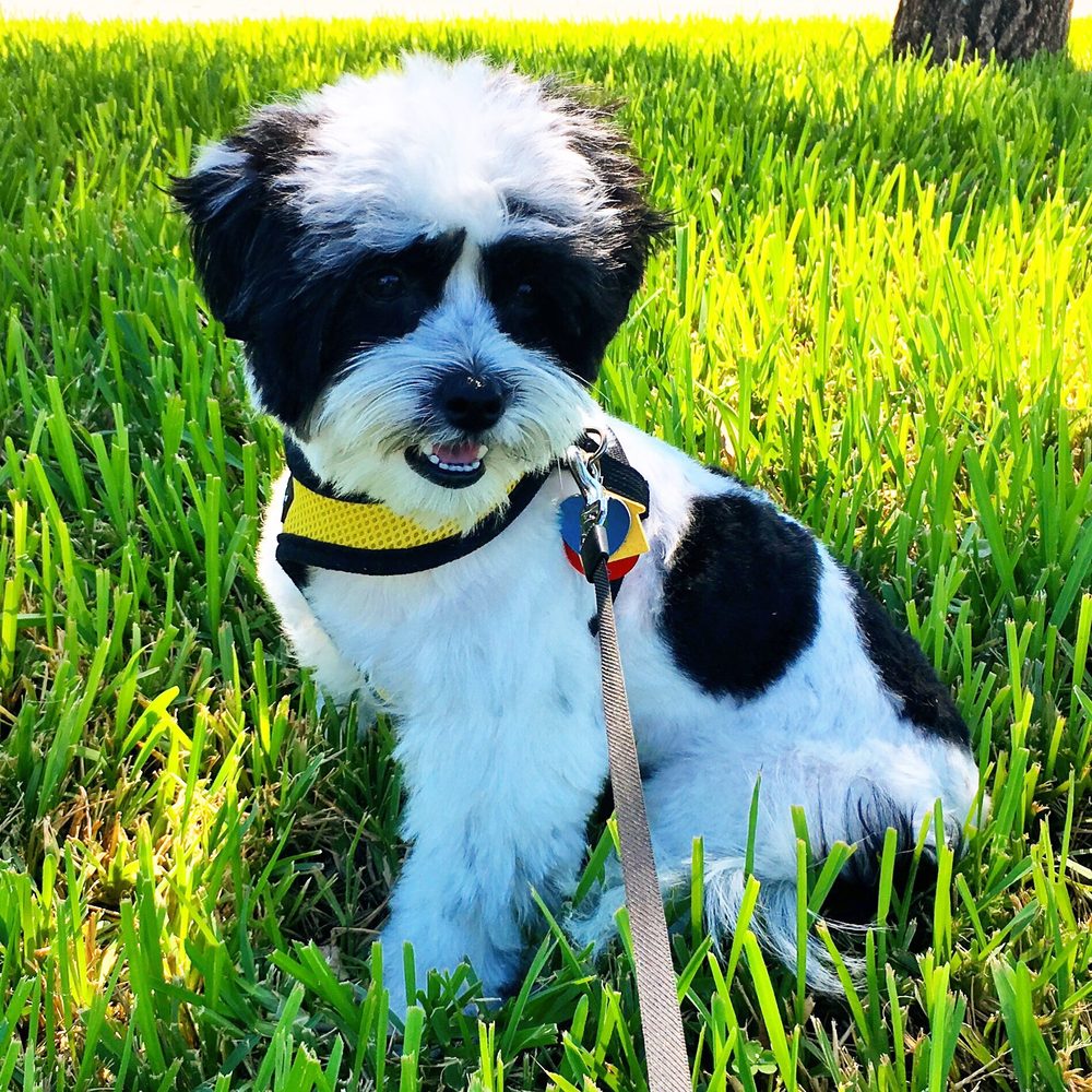 Louie's Professional Grooming Image