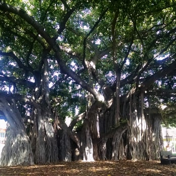 Kapiolani Park - Parks Near Me - Honolulu, Hawaii Kapiolani Park - Parks Near Me - Honolulu, Hawaii