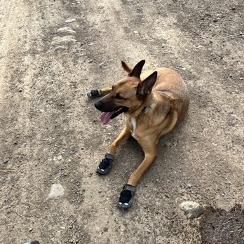 Pet Station - Truckee - Hank and his new booties! - Pet Stores Near Me - Truckee, California Pet Station - Truckee - Hank and his new booties! - Pet Stores Near Me - Truckee, California