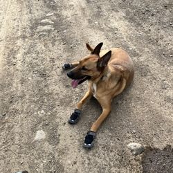 Pet Station - Truckee - Hank and his new booties!