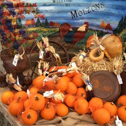 Molzon Landscape Nursery