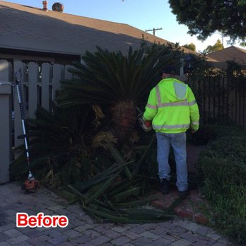 Jimmie's Tree Service - Before they started trimming the sago palm we couldn't tell how many plants there were in there. Turns out there were 5. - Tree Services Near Me Jimmie's Tree Service - Before they started trimming the sago palm we couldn't tell how many plants there were in there. Turns out there were 5. - Tree Services Near Me