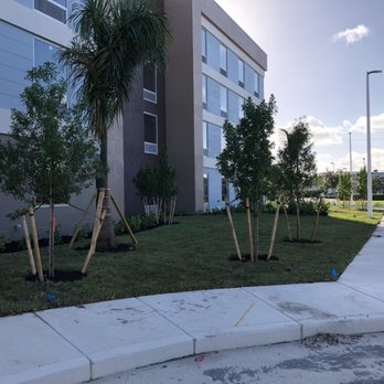 Florida Sod & Ground Solutions - trees planted in front of a building - Landscaping Near Me - Naples, Florida