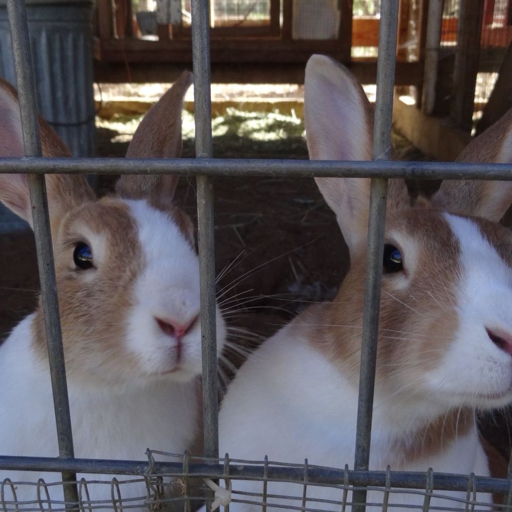Back-to-Eden Ranch - The bunnies - Attraction Farms Near Me - Gilroy, California Back-to-Eden Ranch - The bunnies - Attraction Farms Near Me - Gilroy, California